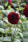 Dahlia Dark Fubuki Jack the Grower