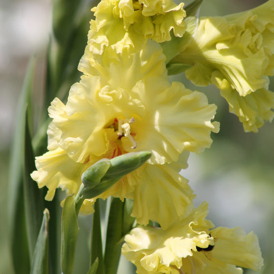 Gladiolus Burning Sunrays Jack the Grower