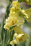 Gladiolus Burning Sunrays Jack the Grower