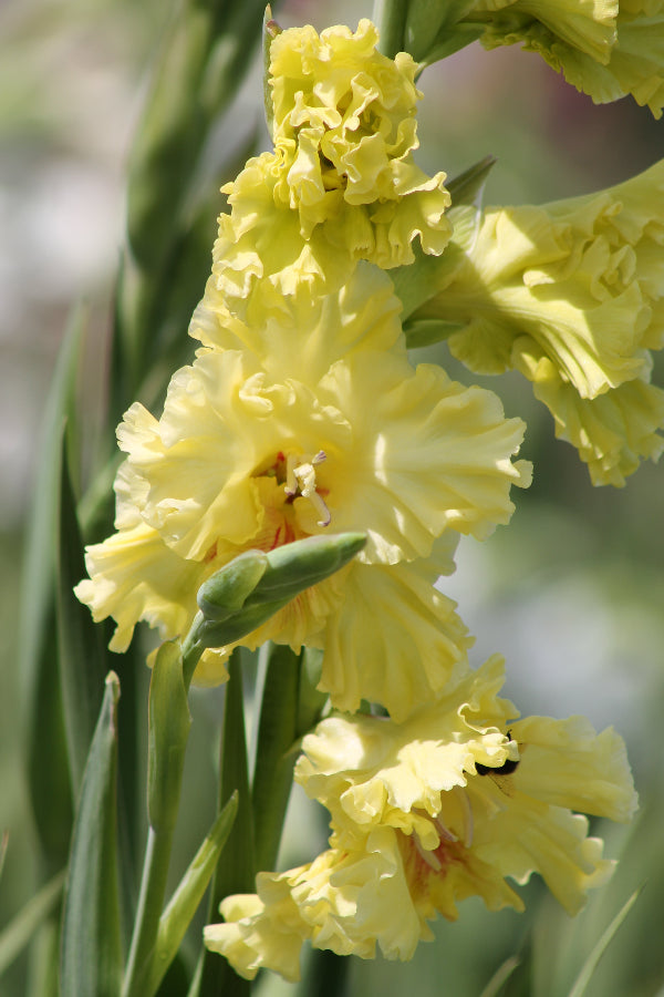 Gladiolus Burning Sunrays Jack the Grower