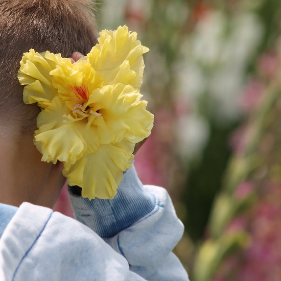 Gladiolus Burning Sunrays Jack the Grower