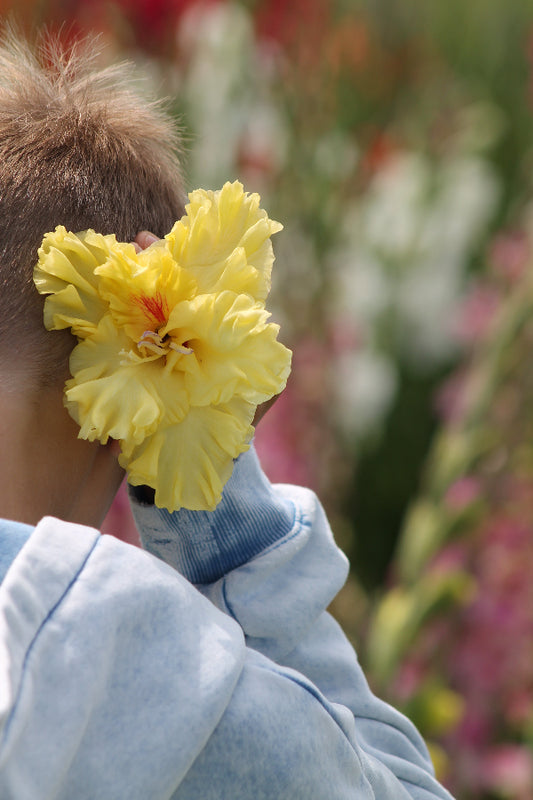 Gladiolus Burning Sunrays Jack the Grower