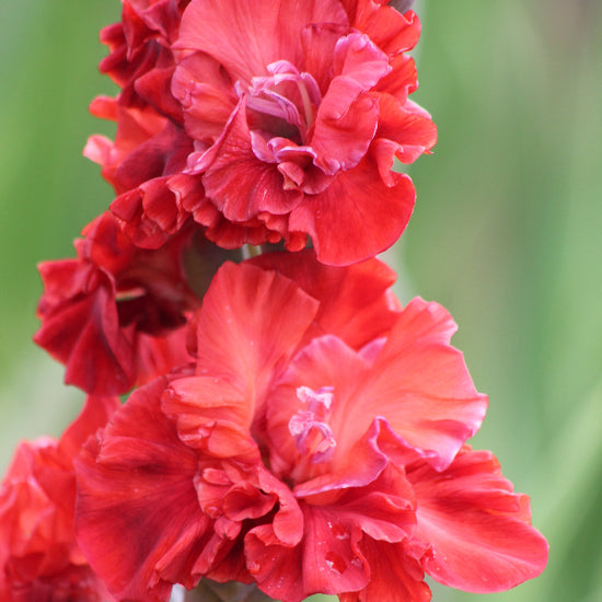 Gladiolus Velvet Raspberry Jack the Grower
