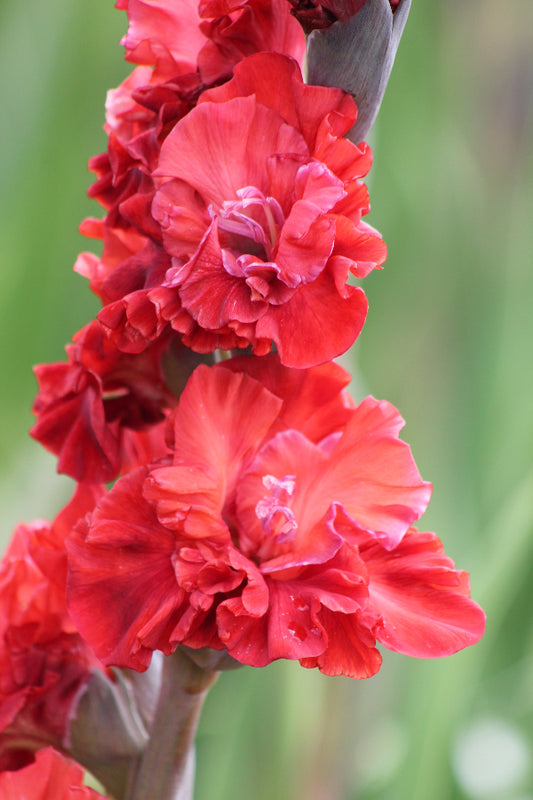 Gladiolus Velvet Raspberry Jack the Grower
