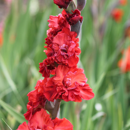 Gladiolus Velvet Raspberry Jack the Grower