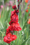 Gladiolus Velvet Raspberry Jack the Grower