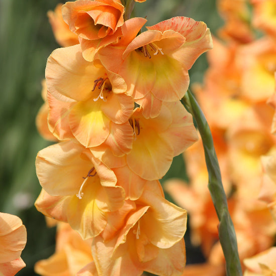 Gladiolus Peche Melbe Jack the Grower
