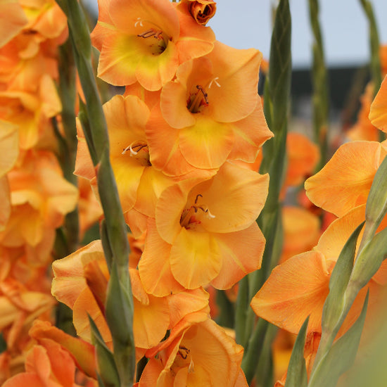 Gladiolus Peche Melbe Jack the Grower