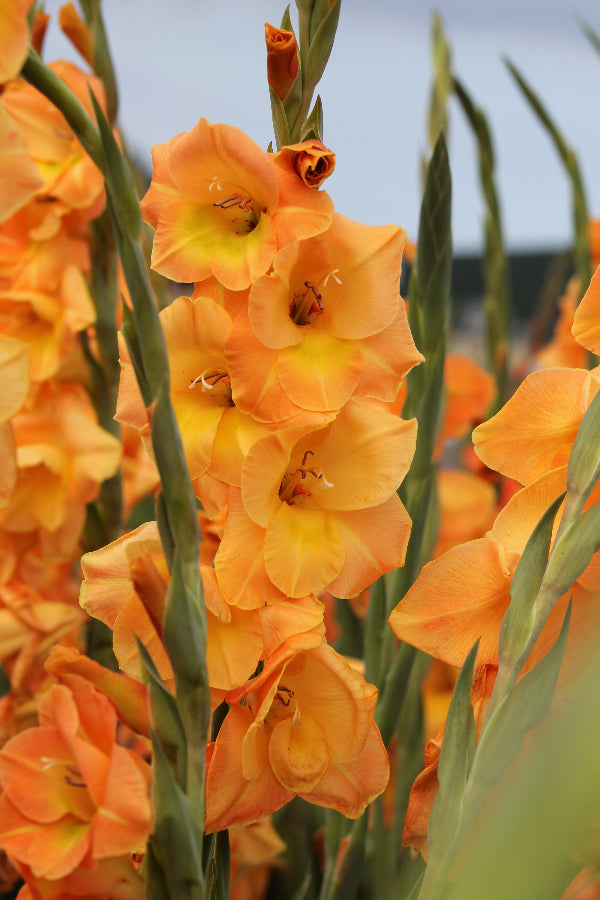 Gladiolus Peche Melbe Jack the Grower