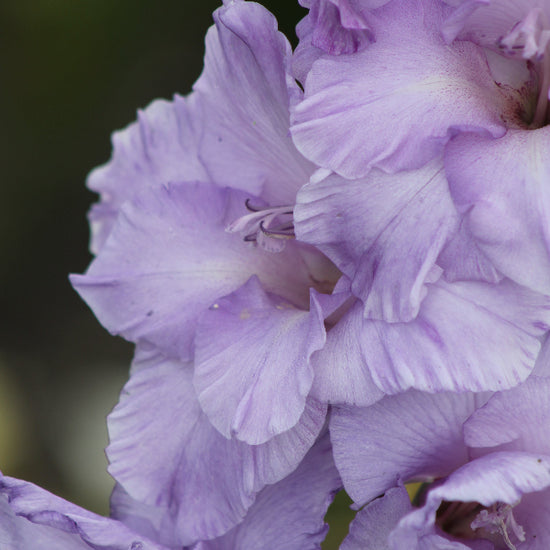 Gladiolus Milka Jack the Grower