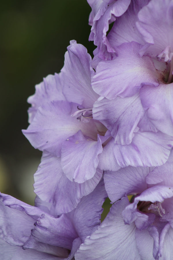 Gladiolus Milka Jack the Grower