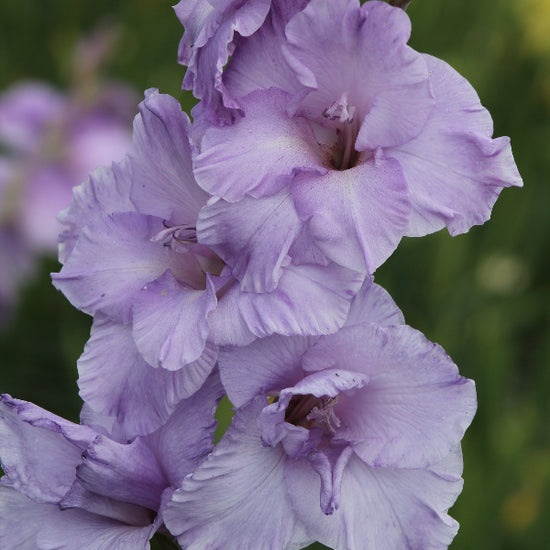 Gladiolus Milka Jack the Grower