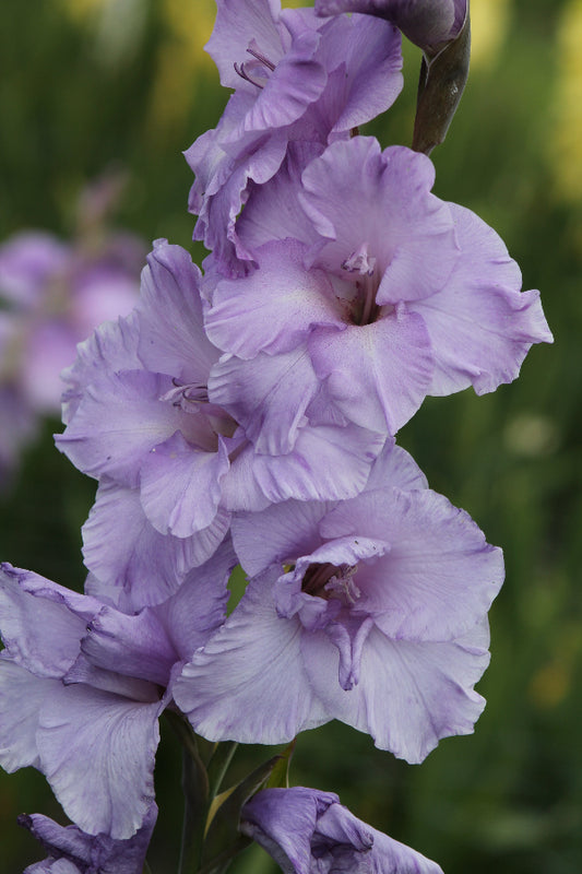 Gladiolus Milka Jack the Grower