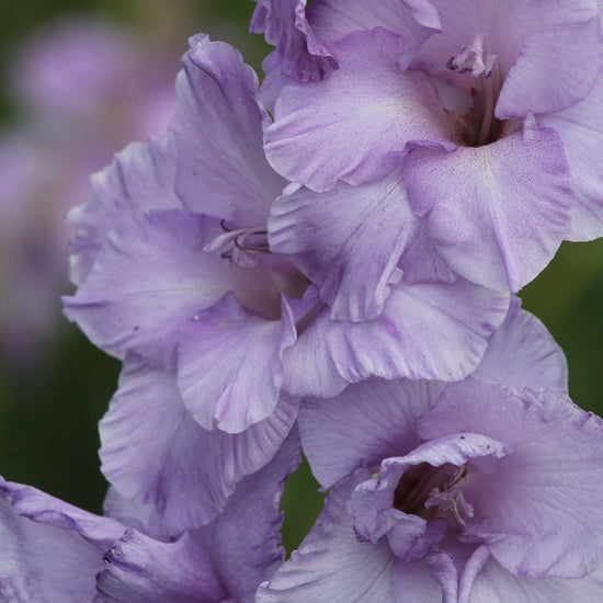 Gladiolus Milka Jack the Grower