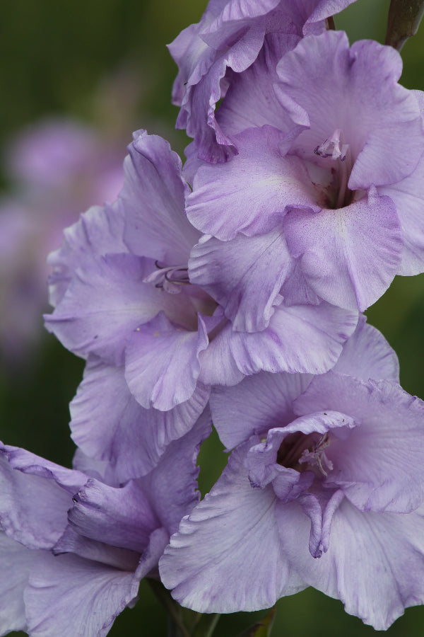 Gladiolus Milka Jack the Grower