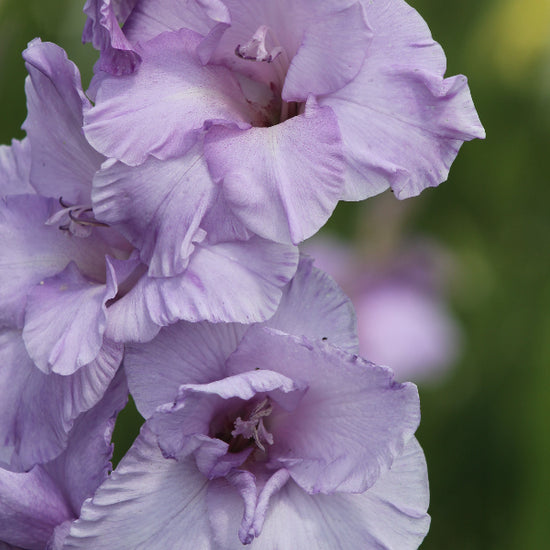 Gladiolus Milka Jack the Grower