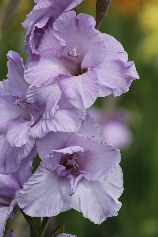Gladiolus Milka Jack the Grower