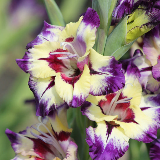 Gladiolus Circus Color Jack the Grower