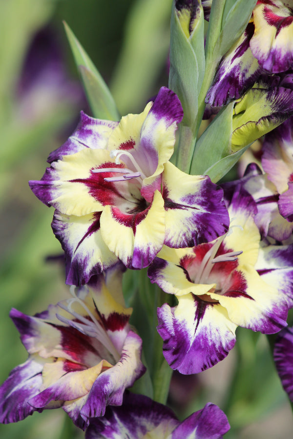 Gladiolus Circus Color Jack the Grower