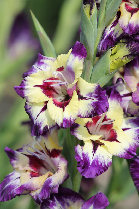 Gladiolus Circus Color Jack the Grower