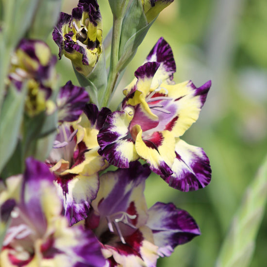 Gladiolus Circus Color Jack the Grower