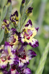 Gladiolus Circus Color Jack the Grower