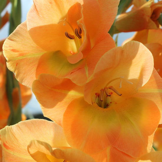 Gladiolus Peche Melbe Jack the Grower