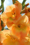 Gladiolus Peche Melbe Jack the Grower