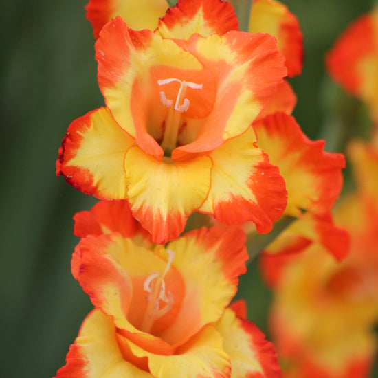 Gladiolus Princess Margaret Rose Jack the Grower