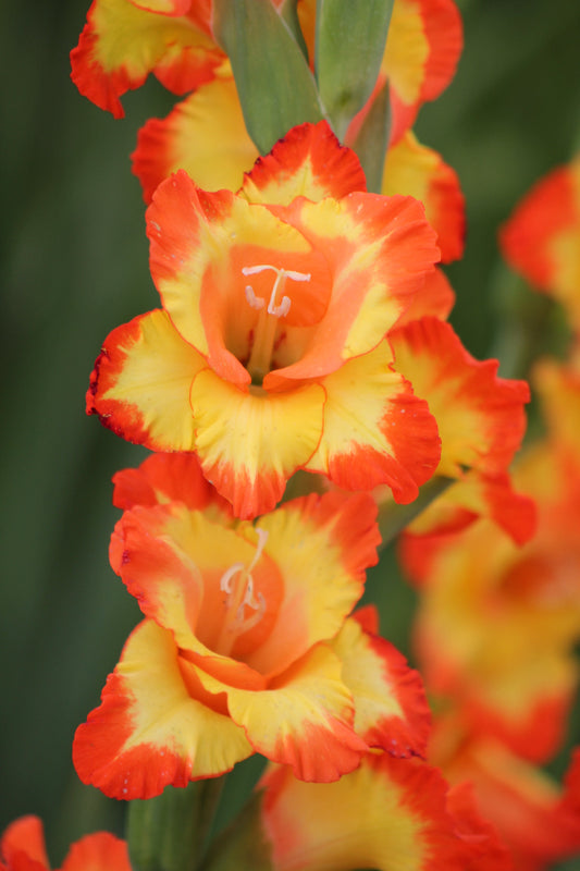 Gladiolus Princess Margaret Rose Jack the Grower