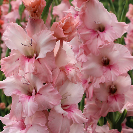 Gladiolus Adrenalin Jack the Grower