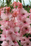 Gladiolus Adrenalin Jack the Grower
