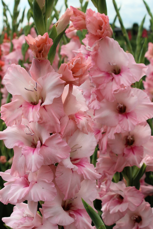 Gladiolus Adrenalin Jack the Grower