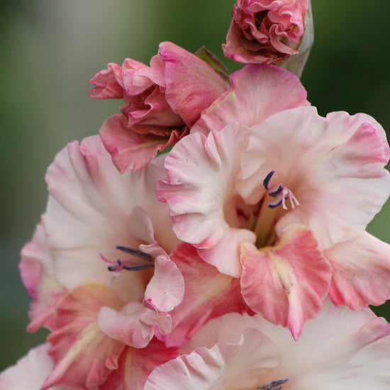 Gladiolus Caucasus Jack the Grower