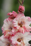 Gladiolus Caucasus Jack the Grower