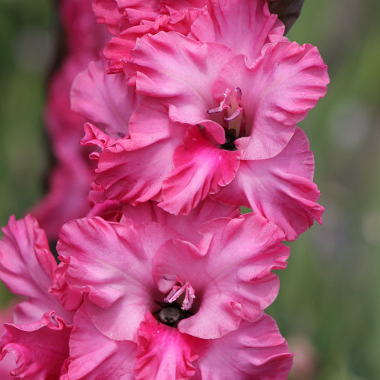 Gladiolus Kingston Ruffle Jack the Grower
