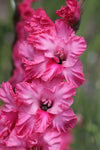 Gladiolus Kingston Ruffle Jack the Grower