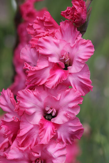 Gladiolus Kingston Ruffle Jack the Grower