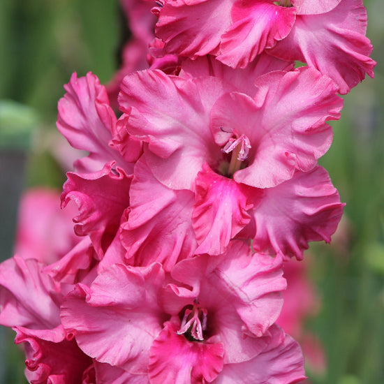 Gladiolus Kingston Ruffle Jack the Grower