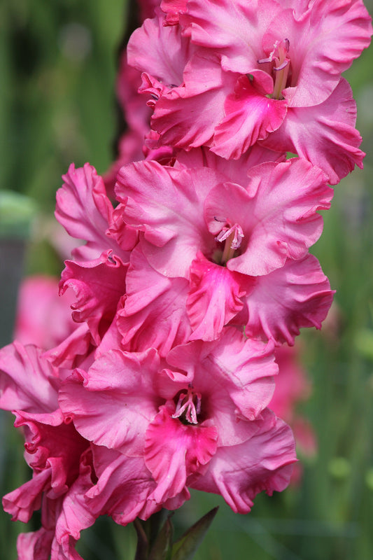 Gladiolus Kingston Ruffle Jack the Grower
