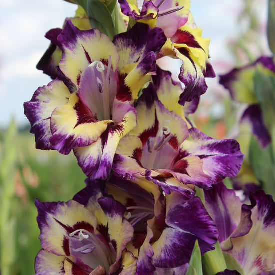 Gladiolus Circus Color Jack the Grower