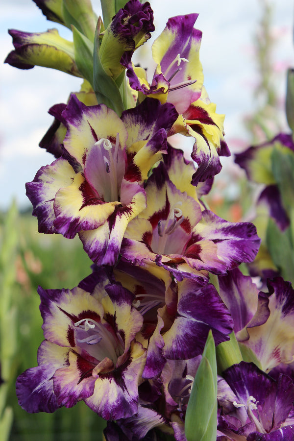 Gladiolus Circus Color Jack the Grower