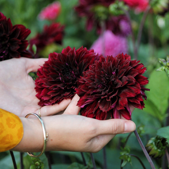 Dahlia Dark Fubuki Jack the Grower