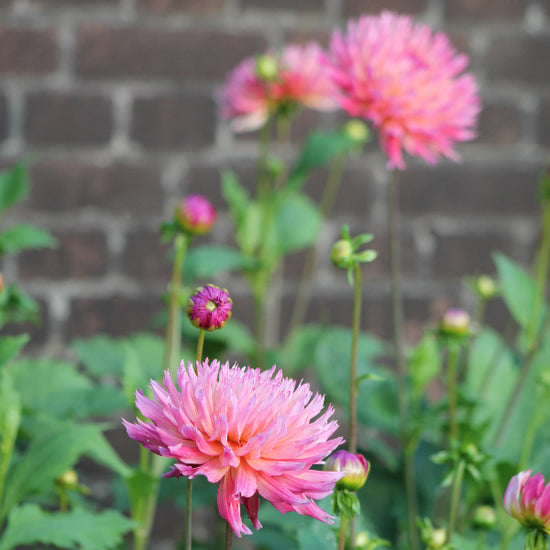 Dahlia Nenekazi Jack the Grower