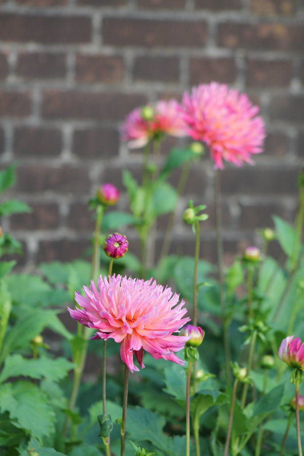 Dahlia Nenekazi Jack the Grower