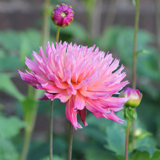 Dahlia Nenekazi Jack the Grower