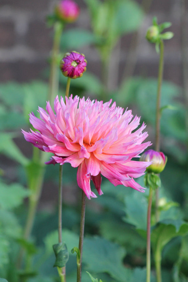 Dahlia Nenekazi Jack the Grower