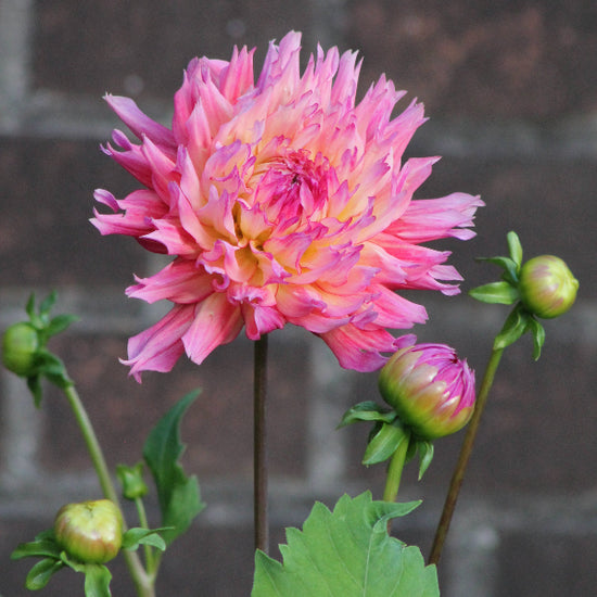 Dahlia Nenekazi Jack the Grower