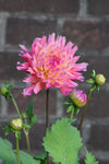 Dahlia Nenekazi Jack the Grower