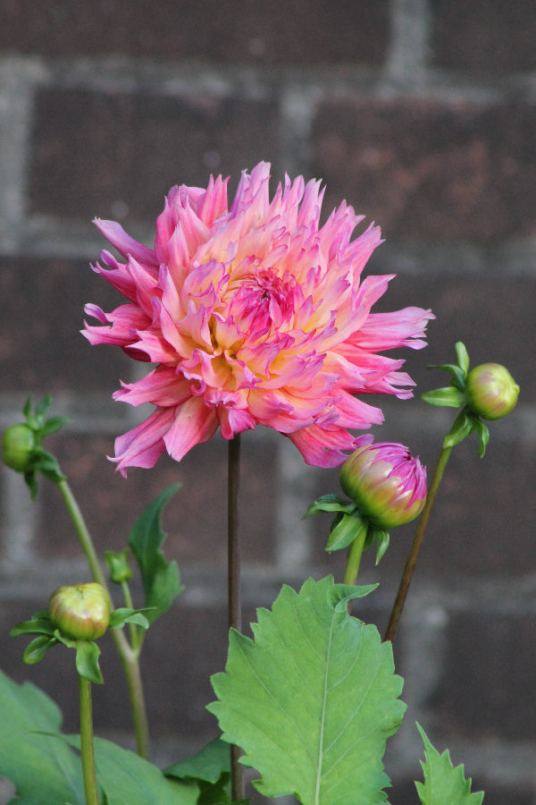Dahlia Nenekazi Jack the Grower